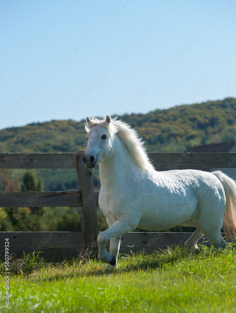 grey pony or white small horse running free no tack spring or summer vertical image of pony free running at liberty in paddock pasture or field on small horse farm vertical image room for type grey pony or white small horse running free no tack spring or summer vertical image of pony free running at liberty in paddock pasture or field on small horse farm vertical image room for type