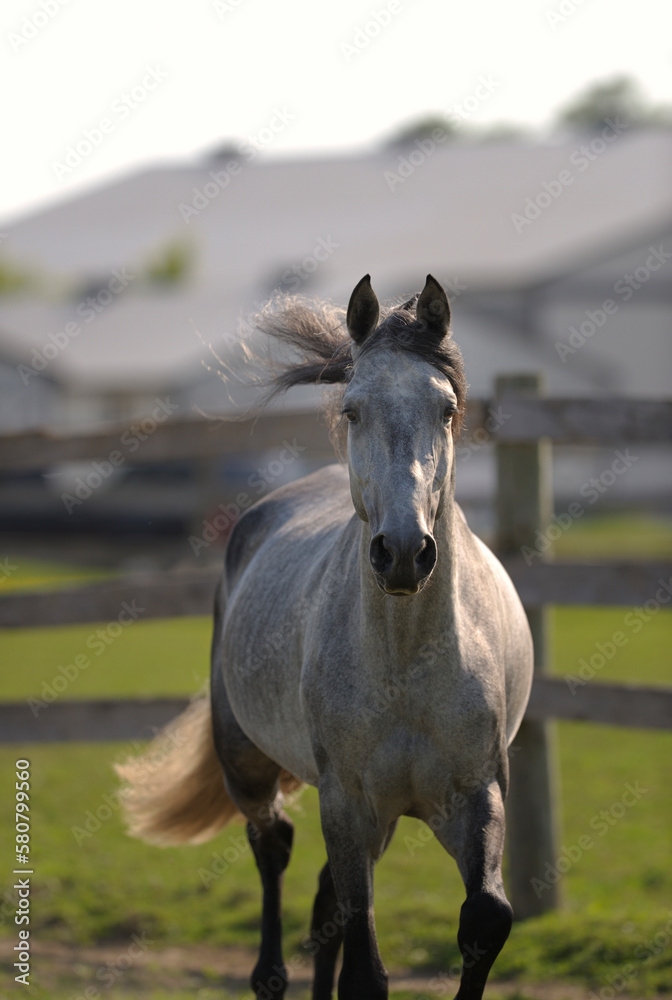 Purebred Spanish horse PRE horse free running in field paddock grey horse black mane and forelock grey tail backlit wooden board fence barn stable facility in background vertical format room for type Purebred Spanish horse PRE horse free running in field paddock grey horse black mane and forelock grey tail backlit wooden board fence barn stable facility in background vertical format room for type