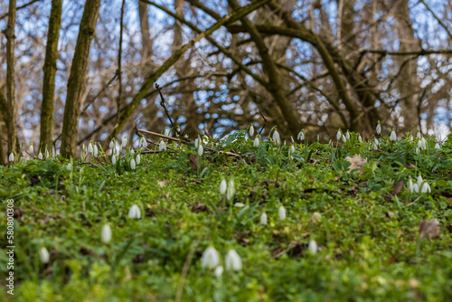 Fototapeta Naklejka Na Ścianę i Meble -  Snowdrop - Galanthus nivalis first spring flower. White flower with green leaves.