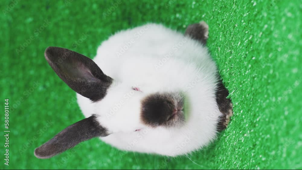 A small white rabbit rolls an Easter egg on the grass. Soft focus. Vertical 4k footage A small white rabbit rolls an Easter egg on the grass. Soft focus. Vertical 4k footage