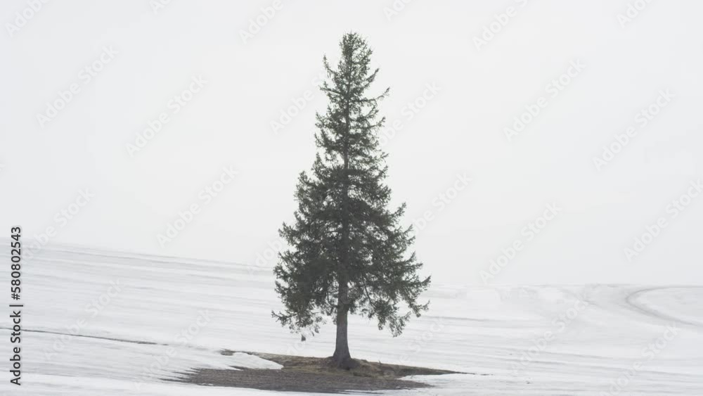Biei, winter in Japan, Hokkaido, background, time-lapse video, clouds, trees, winter Biei, winter in Japan, Hokkaido, background, time-lapse video, clouds, trees, winter
