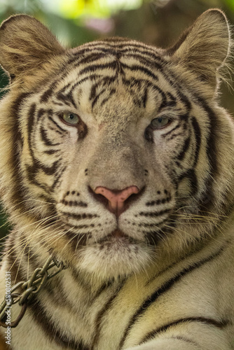 The white tiger or bleached tiger is a leucistic pigmentation variant of the Mainland tiger