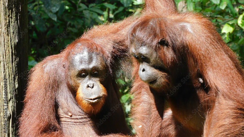 Naklejka premium Two adult orangutans having a face to face private meeting in the wild. Orangutans are very intelligent. They enjoy discovering various parts of the forest, and can be observed swinging from tree.