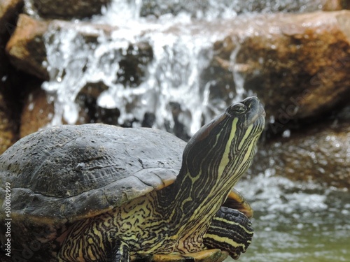 turtle on the water