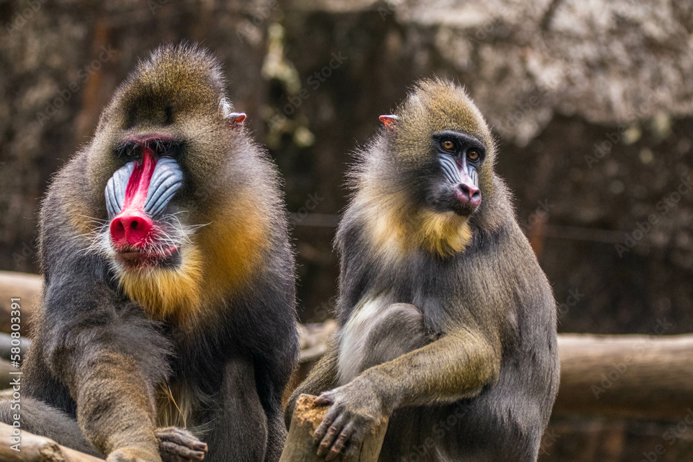 The mandrill (Mandrillus sphinx) is a large Old World monkey native to west central Africa. It is one of the most colorful mammals in the world The mandrill (Mandrillus sphinx) is a large Old World monkey native to west central Africa. It is one of the most colorful mammals in the world