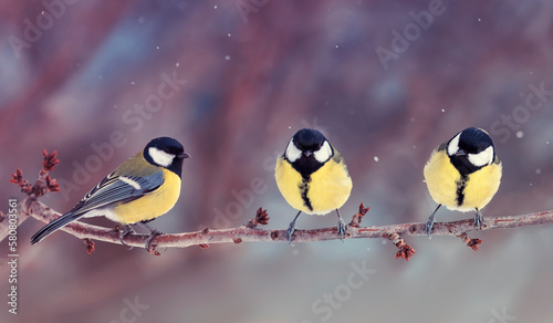 three chickadee birds are sitting on a branch in the park