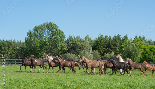 herd of horses running through green pasture field in spring time on equestrian farm various colors of horses rocky mountain and spotted saddle horses breeding herd horizontal format room for type  © Shawn Hamilton CLiX 