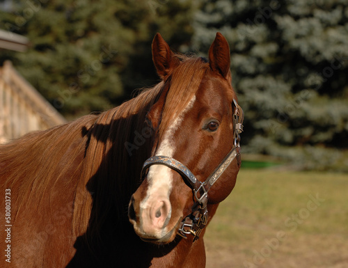 horse portrait of chestnut quarter horse equine head shot of horse wearing silver and leather show halter brown mane and forelock ears forward looking alert horizontal format greenery in background