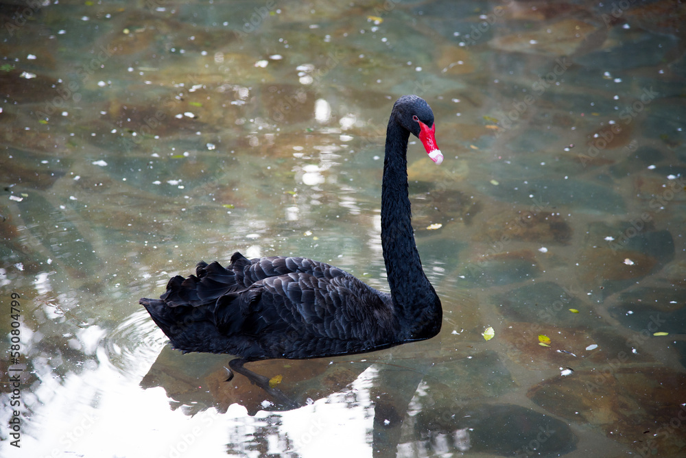 Obraz premium Black swan with red beak