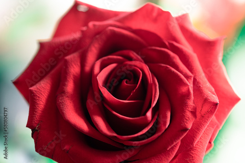 Beautiful red rose close-up. Blooming rose with red petals