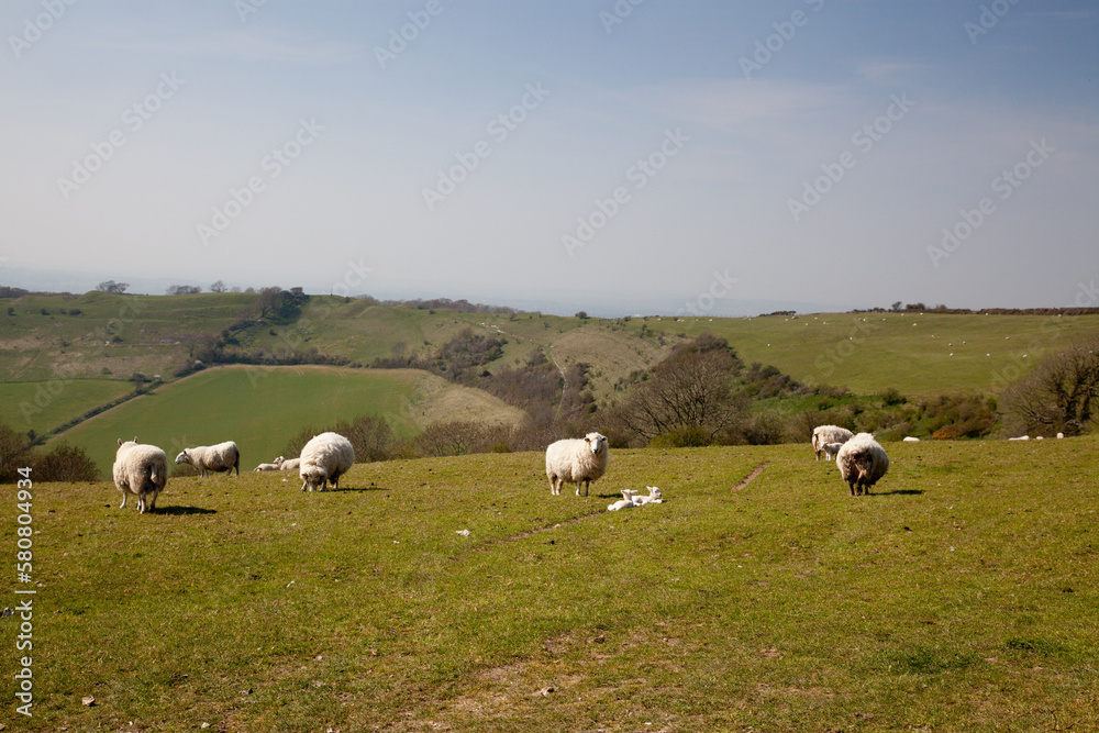 A field of sheep grazing with their newborn lambs
