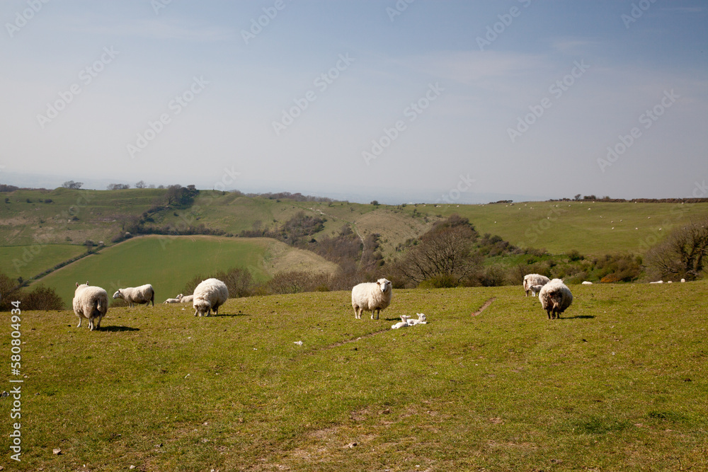 A field of sheep grazing with their newborn lambs A field of sheep grazing with their newborn lambs