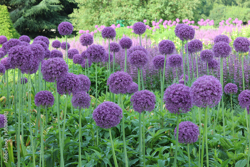 Closeup of purple flowers of the flowering Allium Globemaster seen in the garden border.