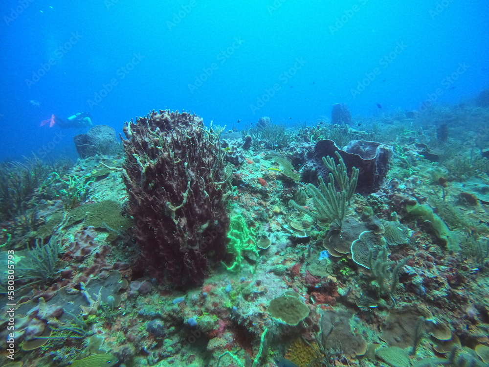 scuba diving in the caribbean 