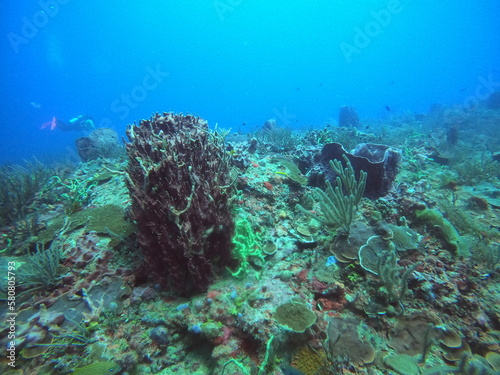 Fototapeta Naklejka Na Ścianę i Meble -  scuba diving in the caribbean 