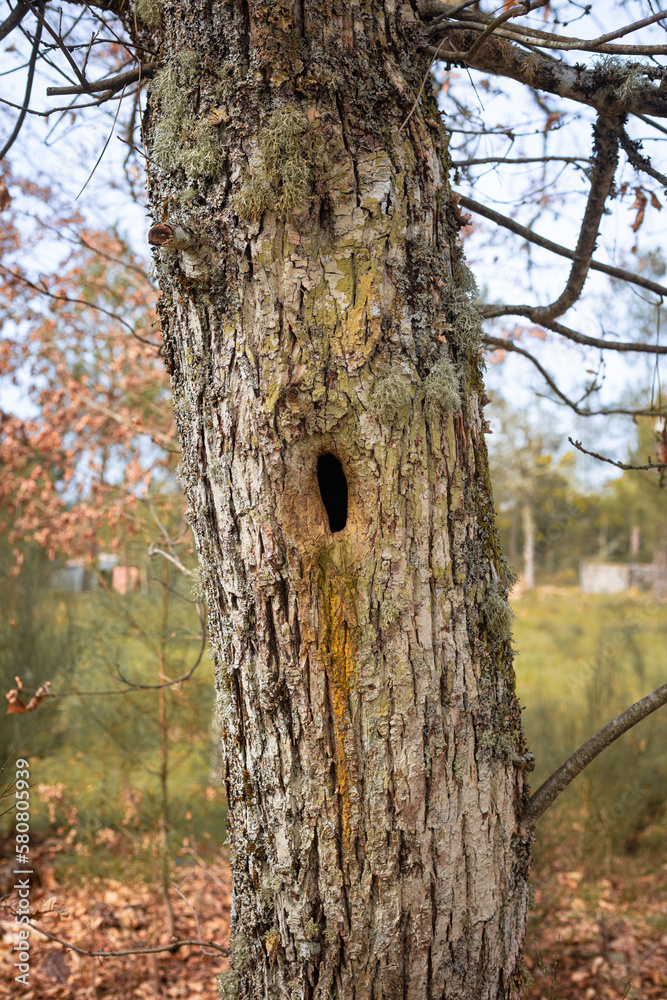 Carved hole in s tree made by woodpecker, Portugal Carved hole in s tree made by woodpecker, Portugal