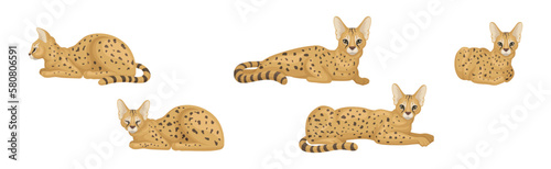 Serval as African Wild Cat with Small Head and Large Ears in Different Pose Vector Set