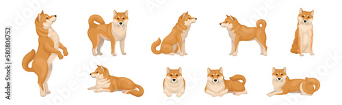 Shiba Inu as Breed of Hunting Dog from Japan in Different Poses Vector Set