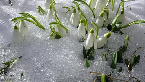Snowdrop flowers blooming in sunny spring forest nature and snow melting fast