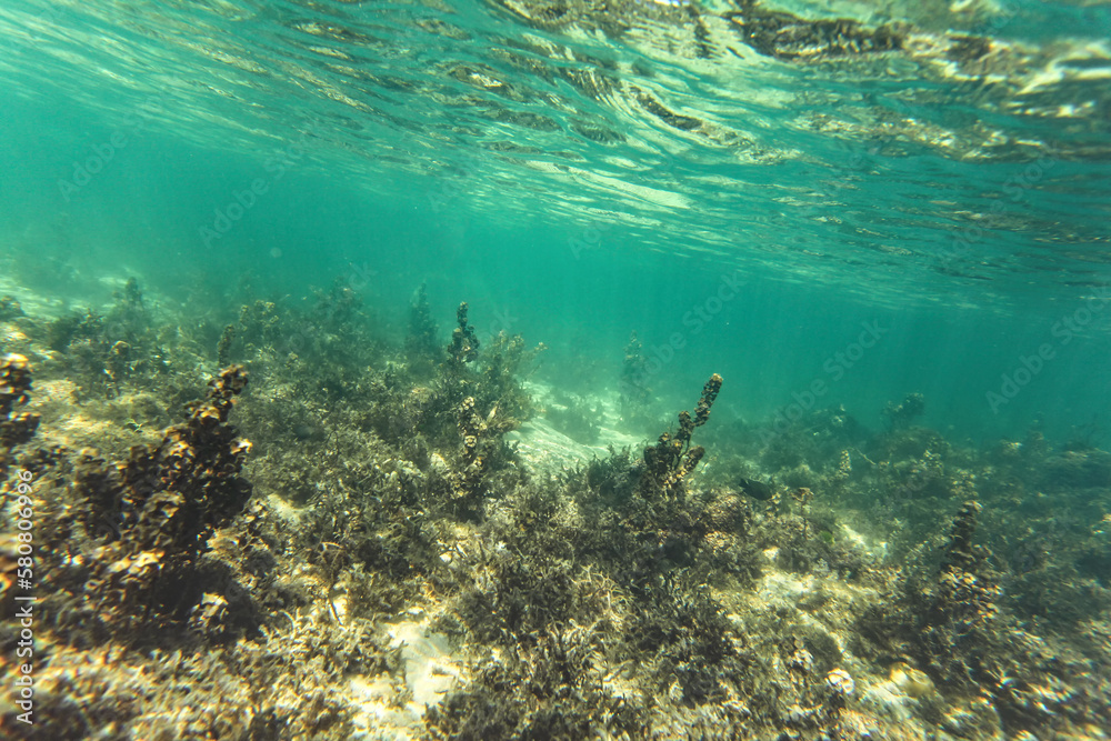 Snorkeling at Anakao, Madagascar - mostly plants on sandy sea floor visible, not much marine life, underwater photo