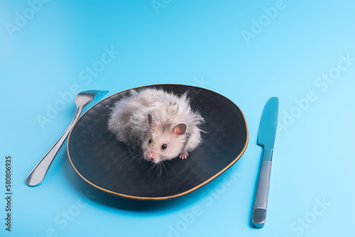 The hamster lies on a plate instead of food. Served table. The problem of food.
