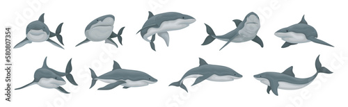 Shark as Elasmobranch Fish with Pectoral Fins and Cartilaginous Skeleton Vector Set