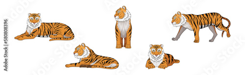 Striped Tiger with Orange-brown Fur as Wild Cat Species in Different Poses Vector Set