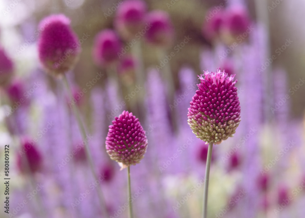 Fototapeta premium Allium sphaerocephalon