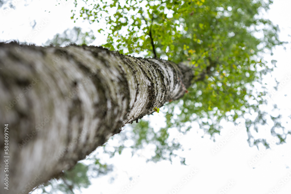 Biała kora na pniu brzozy Stock Photo | Adobe Stock