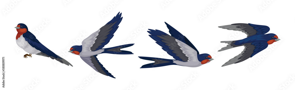 Fototapeta premium Swallow or Martin as Passerine Bird with Long Pointed Wings Vector Set