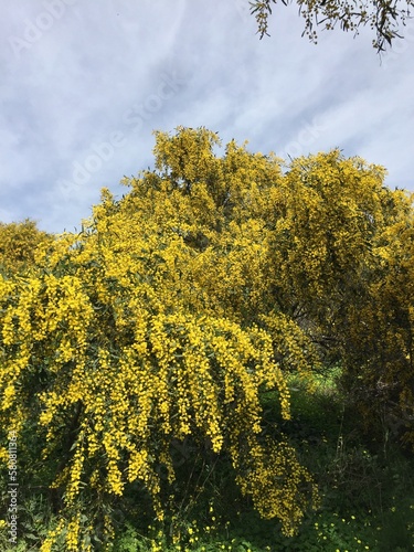 autumn leaves on a tree