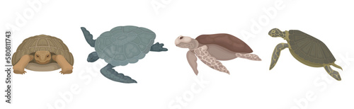 Turtles with Bony Shell as Land-dwelling and Sea-dwelling Species Vector Set