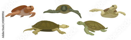 Turtles with Bony Shell as Land-dwelling and Sea-dwelling Species Vector Set