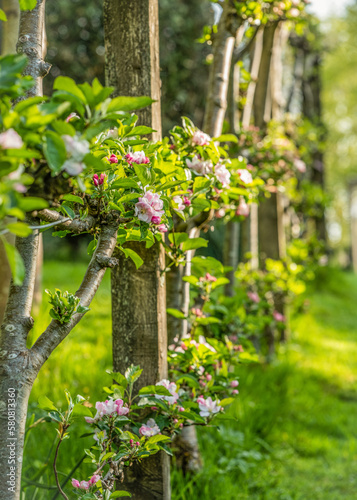 Apple tree espalier in blossom