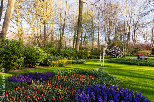 Keukenhof, the most beautiful spring garden in the world with Tulips and other beautiful flowers.