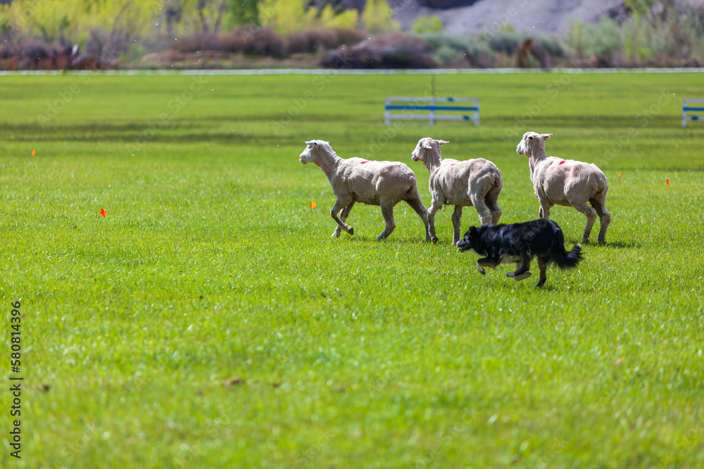 Sheep being herded in a Stock Dog Trial in western Colorado Sheep being herded in a Stock Dog Trial in western Colorado