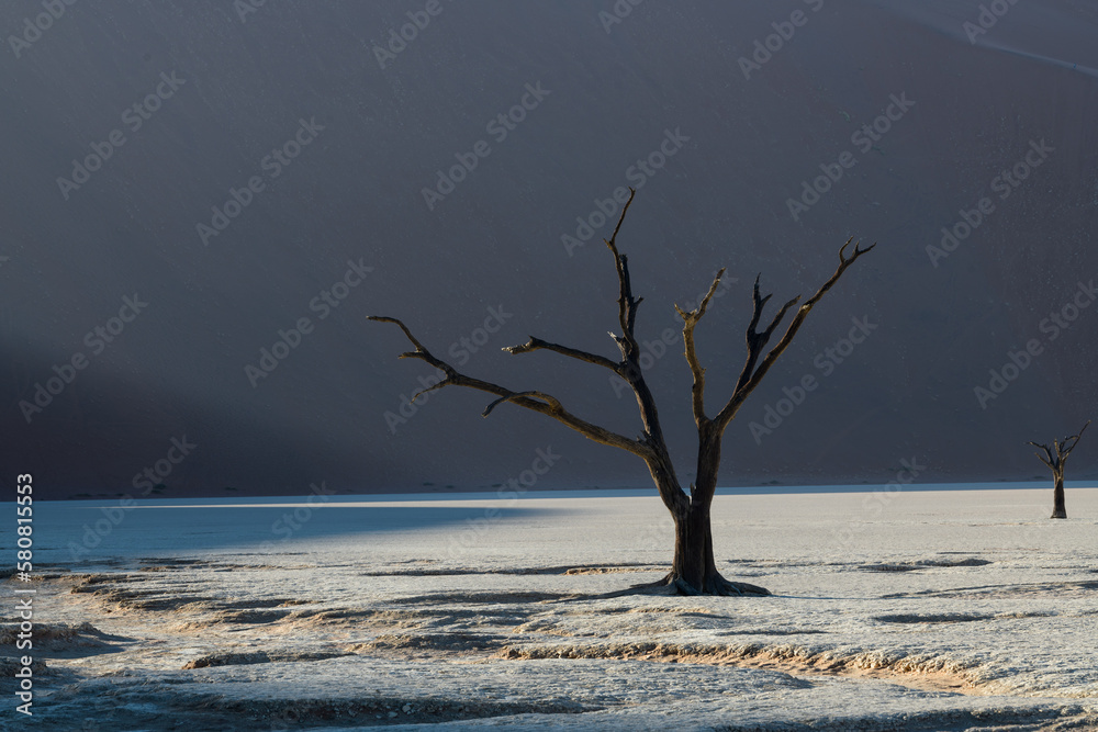Mysterious soft backlit tree in grey light pattern, white foreground Mysterious soft backlit tree in grey light pattern, white foreground