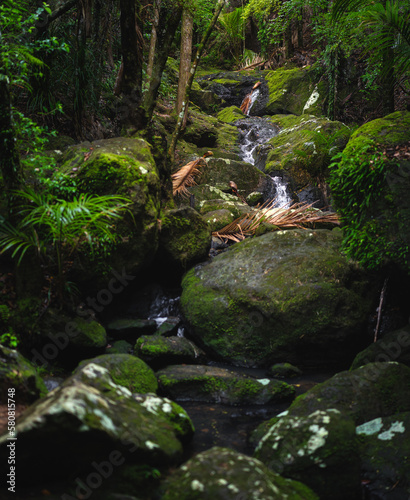 Nice rainforest in waiheke ...