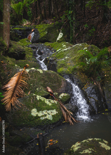 Nice rainforest in waiheke ...