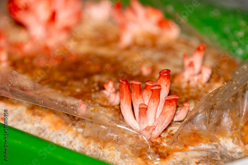 Pleurotus Salmon (Shimeji Salmon, Pleurotus Djamor , Shimeji Rosa , Mushroom Pink ) young sprouting.