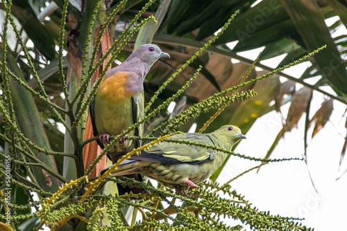 The pink-necked green pigeon (Treron vernans) is a species of bird of the pigeon and dove family, Columbidae photo