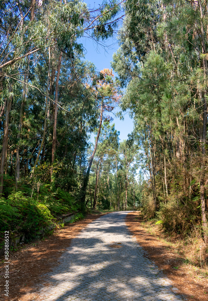 path in the forest