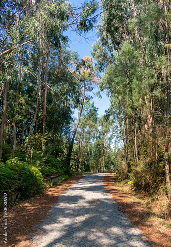 Wallpaper Mural path in the forest Torontodigital.ca