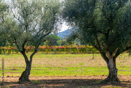 Wallpaper Mural olive trees in portugal Torontodigital.ca