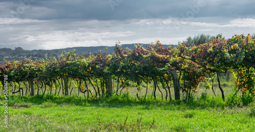 Wallpaper Mural beautiful vineyard in portugal Torontodigital.ca