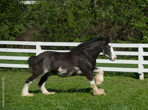 shire horse black with white socks white fetlocks and white blaze on face running in lush pasture or paddock with white fencing in background purebred draft shire horse horizontal format type space 