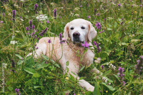 Happy smiling adorable golden retriever dog outdoors on green grass white and purple summer flowers.