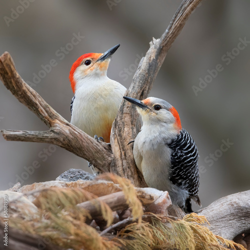 two woodpeckers