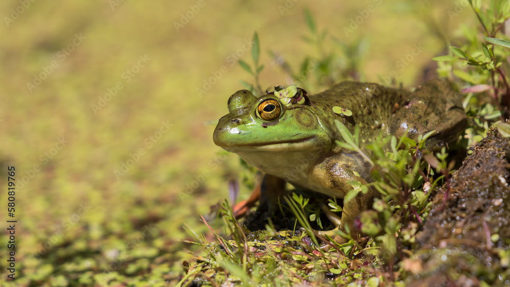 Fototapeta premium frog in the grass