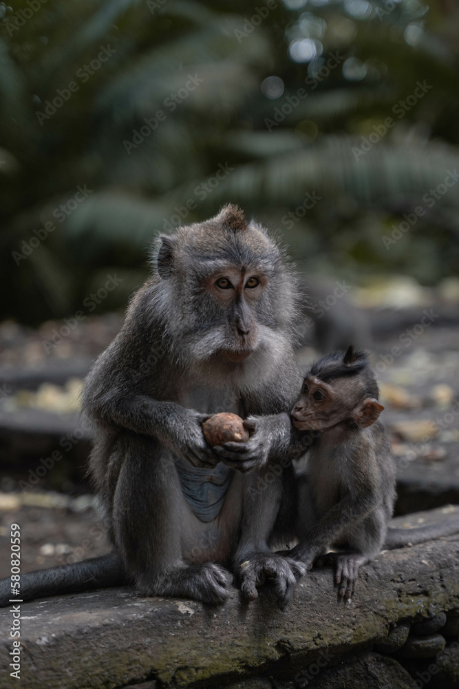 Ταπετσαρία Monkeys in Ubud, Bali, Indonesia (Moody Dark Green)